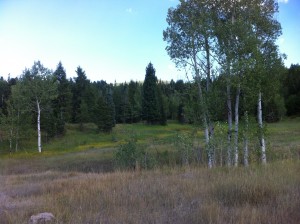 Tibble Fork Trail